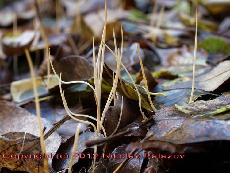 Typhula Typhula phacorrhiza Reichard Fr Mushrooms in Bulgaria
