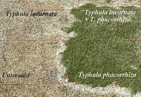 Typhula Biological control of turfgrass snow molds with the fungus Typhula