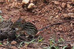 Typical striped grass mouse httpsuploadwikimediaorgwikipediacommonsthu