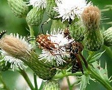 Typocerus httpsuploadwikimediaorgwikipediacommonsthu