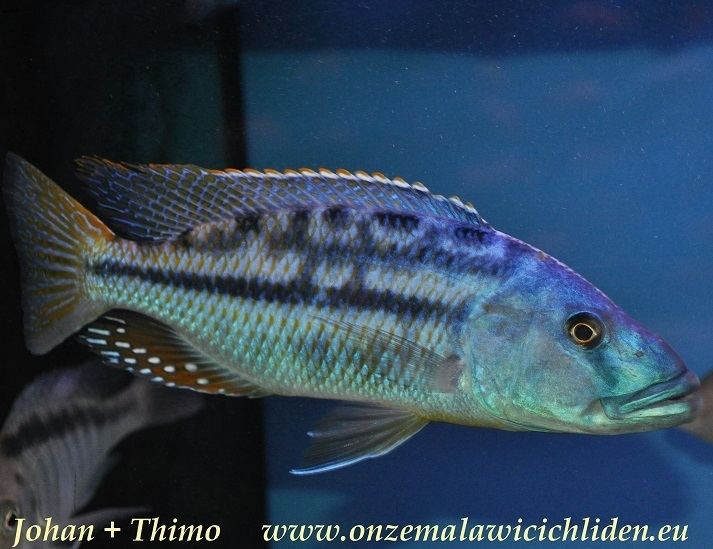Tyrannochromis macrostoma Onze Malawicichliden