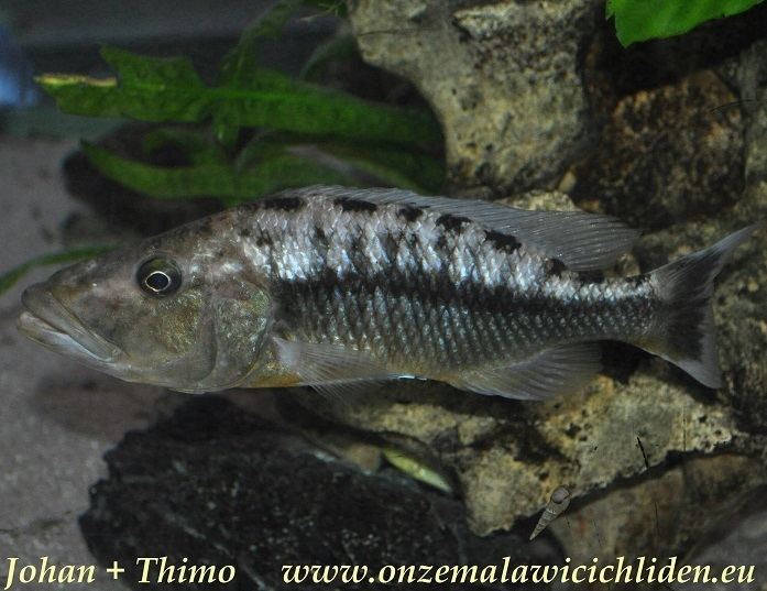 Tyrannochromis macrostoma Onze Malawicichliden