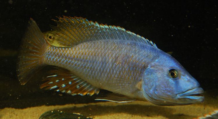 Tyrannochromis macrostoma Tyrannochromis macrostoma Passione Acquari
