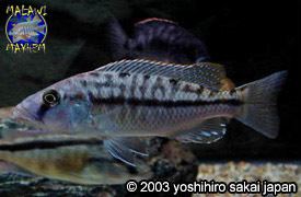 Tyrannochromis nigriventer Tyrannochromis nigriventer quotSouthernquot Malawi Mayhem Species Profiles