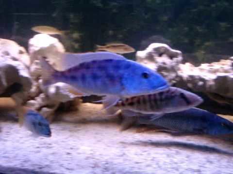 Tyrannochromis nigriventer Tyrannochromis Nigriventer YouTube