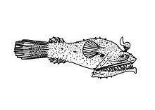 Tyrannophryne pugnax httpsuploadwikimediaorgwikipediacommonsthu
