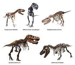 Tyrannosaurus Gallery. The proportions are to scale. They all share common characteristics such as the huge head, long legs, and tiny arms.