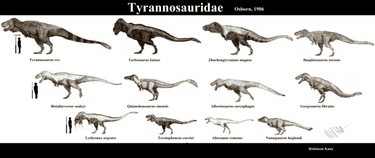 Tyrannosauridae | All Tyrannosaurids now in scale with each other | Reference: Genealogy of this neighborhood