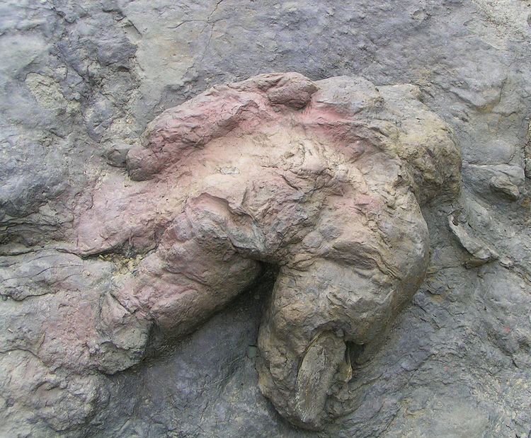 Tyrannosauripus