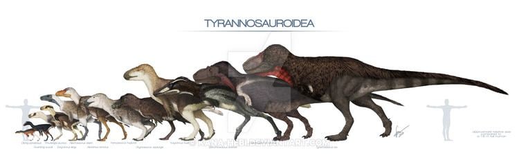 Tyrannosauroidea Tyrannosauroidea Size by Kanahebi on DeviantArt