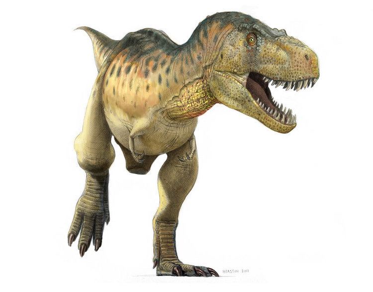 Tyrannosaurus Tyrannosaurus Facts and Pictures