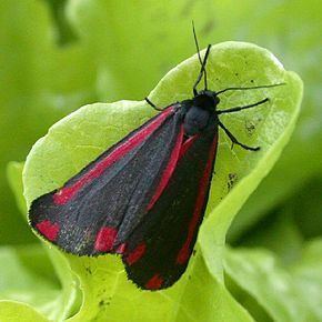 Tyria (moth) httpsuploadwikimediaorgwikipediacommonsthu