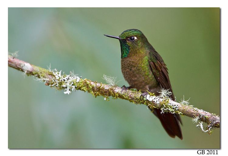 Tyrian metaltail TYRIAN METALTAIL