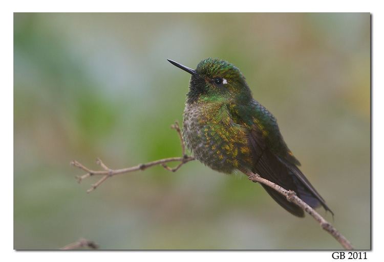 Tyrian metaltail METALTAIL