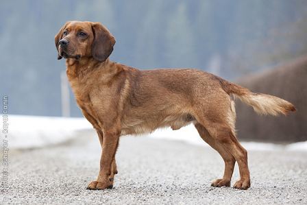 Tyrolean Hound Tyrolean Hound Dog Breeds Pinterest Puppys Dog breeds and Austria