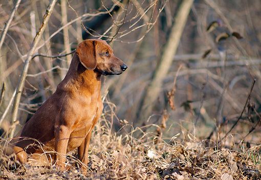 Tyrolean Hound Tyrolean Hound Breed Guide Learn about the Tyrolean Hound