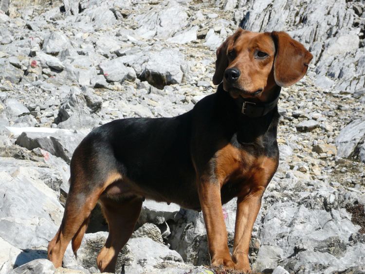 Tyrolean Hound Tyrolean Hound Breed Guide Learn about the Tyrolean Hound