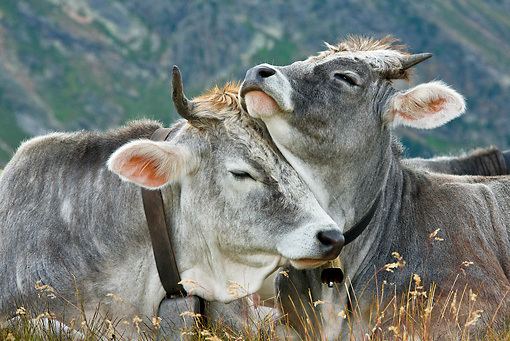 Tyrolese Grey cattle tyrol Animal Stock Photos Kimballstock