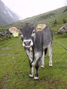 Tyrolese Grey cattle httpsuploadwikimediaorgwikipediacommonsthu