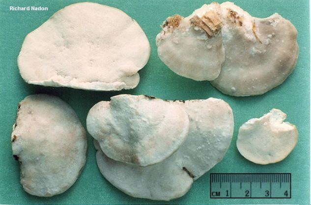 Tyromyces Tyromyces chioneus MushroomExpertCom