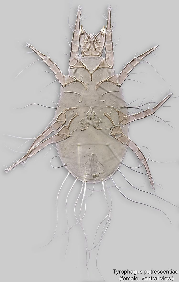 Tyrophagus Tyrophagus Bee Mite ID