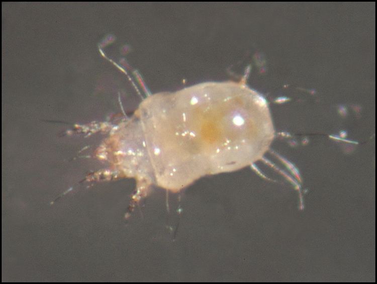 Tyrophagus Tyrophagus putrescentiae Adult storage mite under microsco Flickr