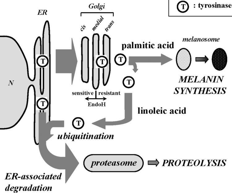 Tyrosinase Intracellular composition of fatty acid affects the processing and