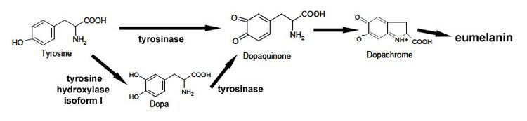 Tyrosinase Biochemistry of tyrosinase BSCI 1510L Research Guides at