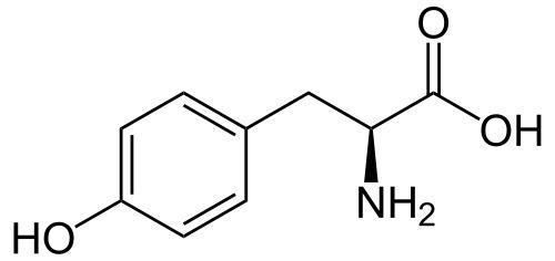 Tyrosine The Effectiveness Of Tyrosine In Raising Dopamine Levels Doctor