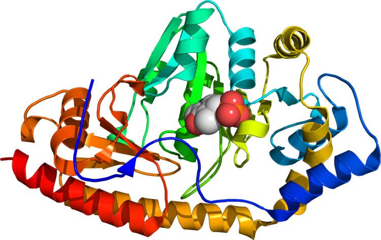 Tyrosine aminotransferase
