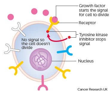 Tyrosine-kinase inhibitor Cancer growth blockers Cancer Research UK