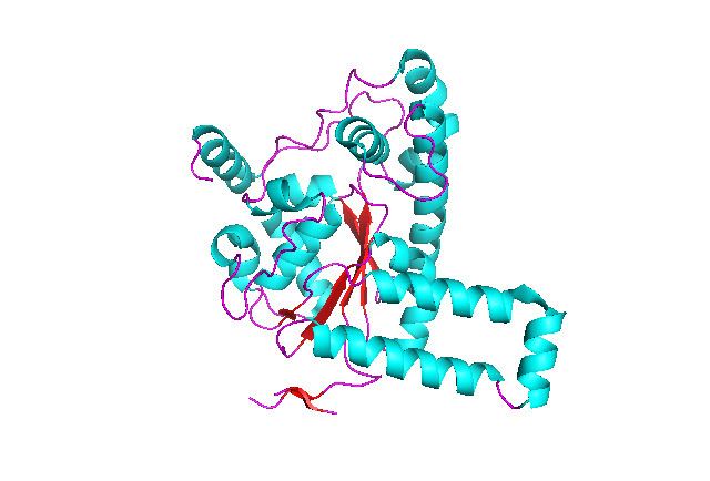 Tyrosylprotein sulfotransferase