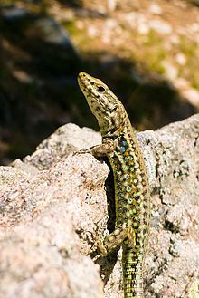 Tyrrhenian wall lizard httpsuploadwikimediaorgwikipediacommonsthu