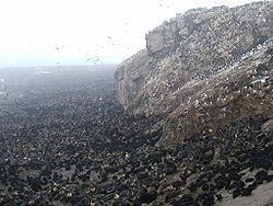 Tyuleny Island (Sea of Okhotsk) httpsuploadwikimediaorgwikipediacommonsthu
