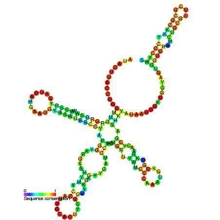 U1 spliceosomal RNA