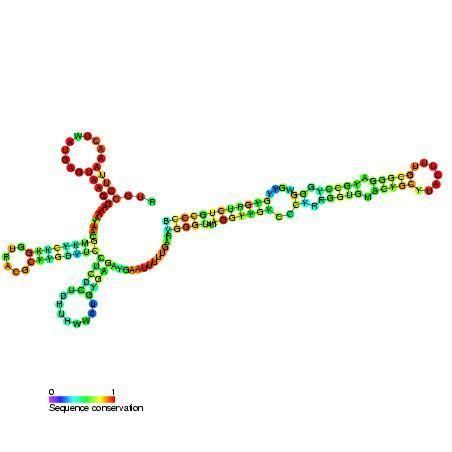 U12 minor spliceosomal RNA