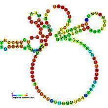 U8 small nucleolar RNA httpsuploadwikimediaorgwikipediacommonsthu