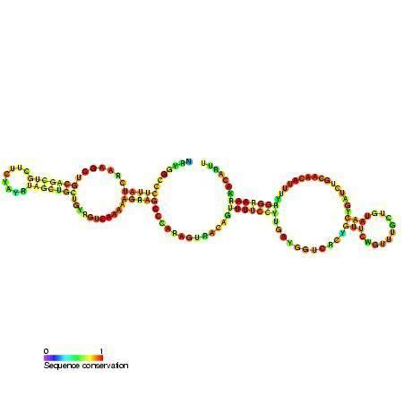 U98 small nucleolar RNA