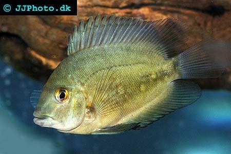 Uaru amphiacanthoides Uaru amphiacanthoides Profile with care maintenance requirements