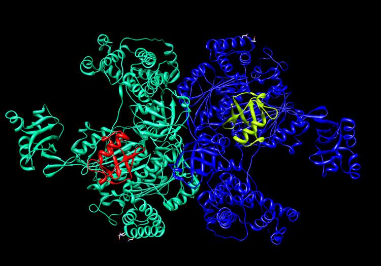 Ubiquitin-activating enzyme