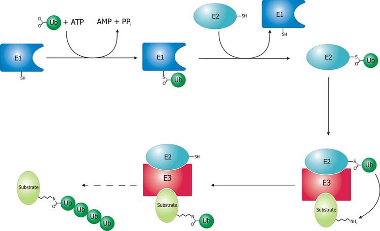 Ubiquitin-conjugating enzyme