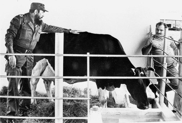 Ubre Blanca Has Any Human Lived As Well As Fidel Castro39s Favorite Cow Atlas