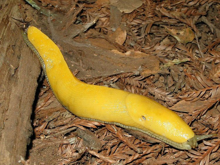 UC Santa Cruz Banana Slugs