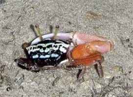 Uca annulipes Uca annulipes Ringlegged Fiddler Crab