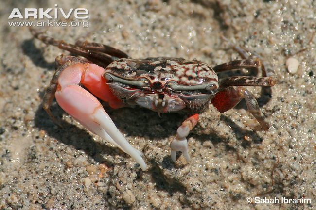Uca annulipes Fiddler crab videos photos and facts Uca annulipes ARKive