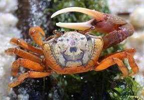 Uca pugilator Uca pugilator Atlantic Sand Fiddler Crab
