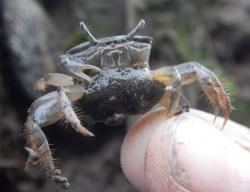 Uca pugnax Fiddler on the Roof Northern Extension of Fiddler Crabs39 Range May