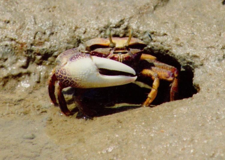 Uca tangeri Uca tangeri West African Fiddler Crab