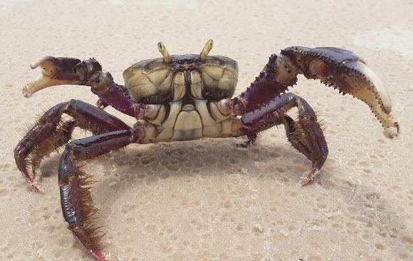 Ucides Ucides crab Project Noah