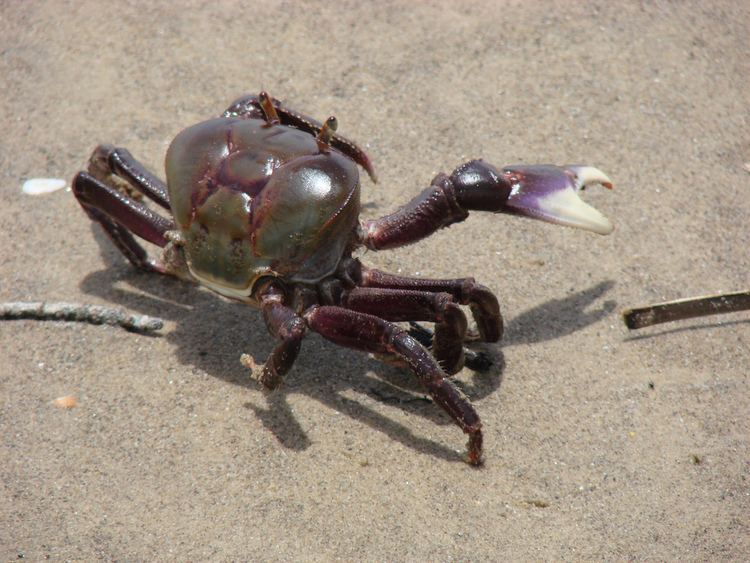 Ucides Cangrejo de Manglar Cangrejo Moro Mangrove Crab Ucides Flickr